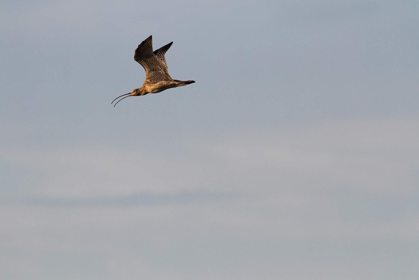 A photo of a far eastern curlew in flight.