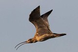 A photo of a far eastern curlew in flight.