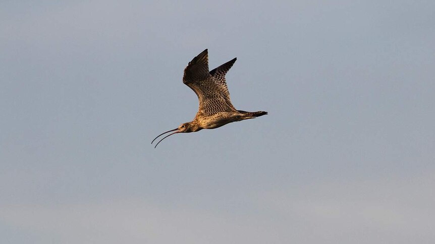 A photo of a far eastern curlew in flight.