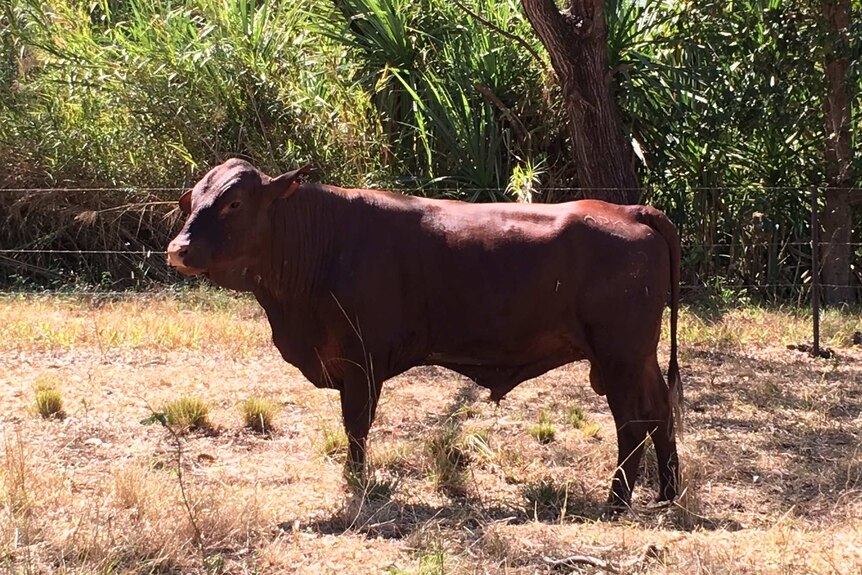 A red-coloured bull standing in a paddock.