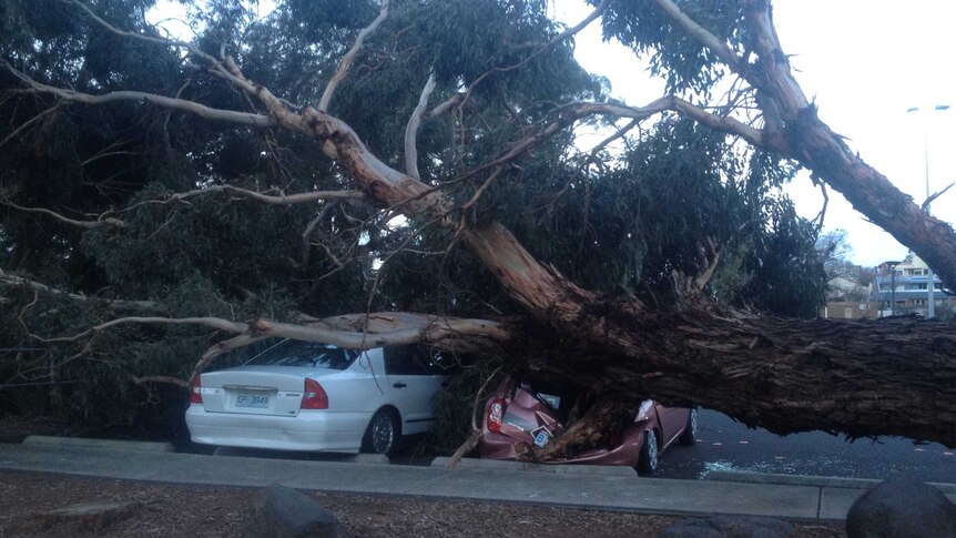 Strong winds brought a tree down onto cars at the University of Tasmania.