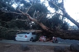 Strong winds brought a tree down onto cars at the University of Tasmania.