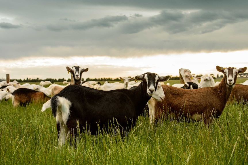 A group of goats stand in a green paddock at dusk staring at the camera