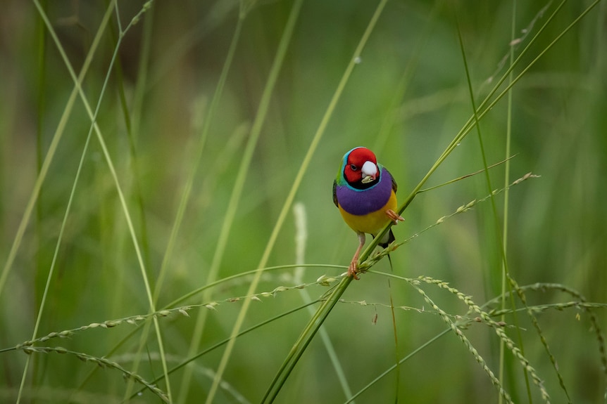 Male Gouldians on stem eating grass seed