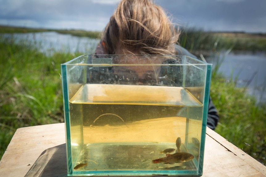 Kate Mason examines a fish