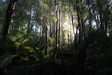 Tarkine forest
