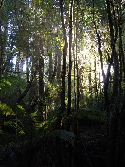 Tarkine Forest, NW Tasmania.