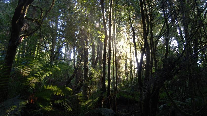 Sun shines through trees in the Tarkine Forest, NW Tasmania.