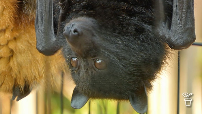 Bat hanging inside cage