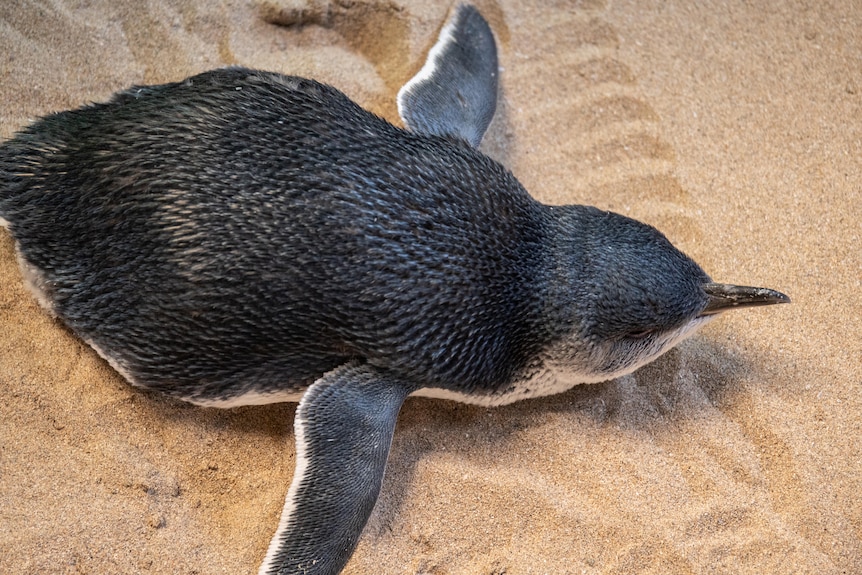 A hand-reared at the islands Penguin Discovery Centre