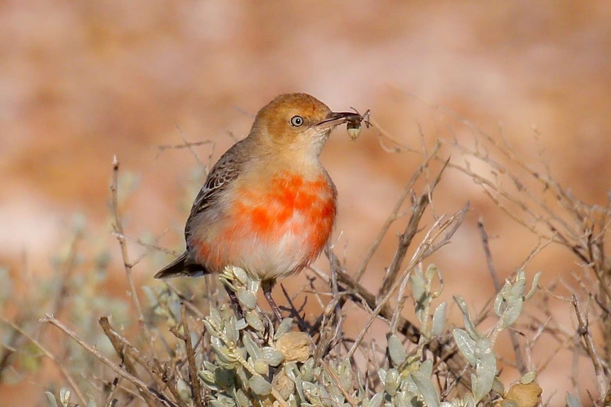 A small bird with a red breast.