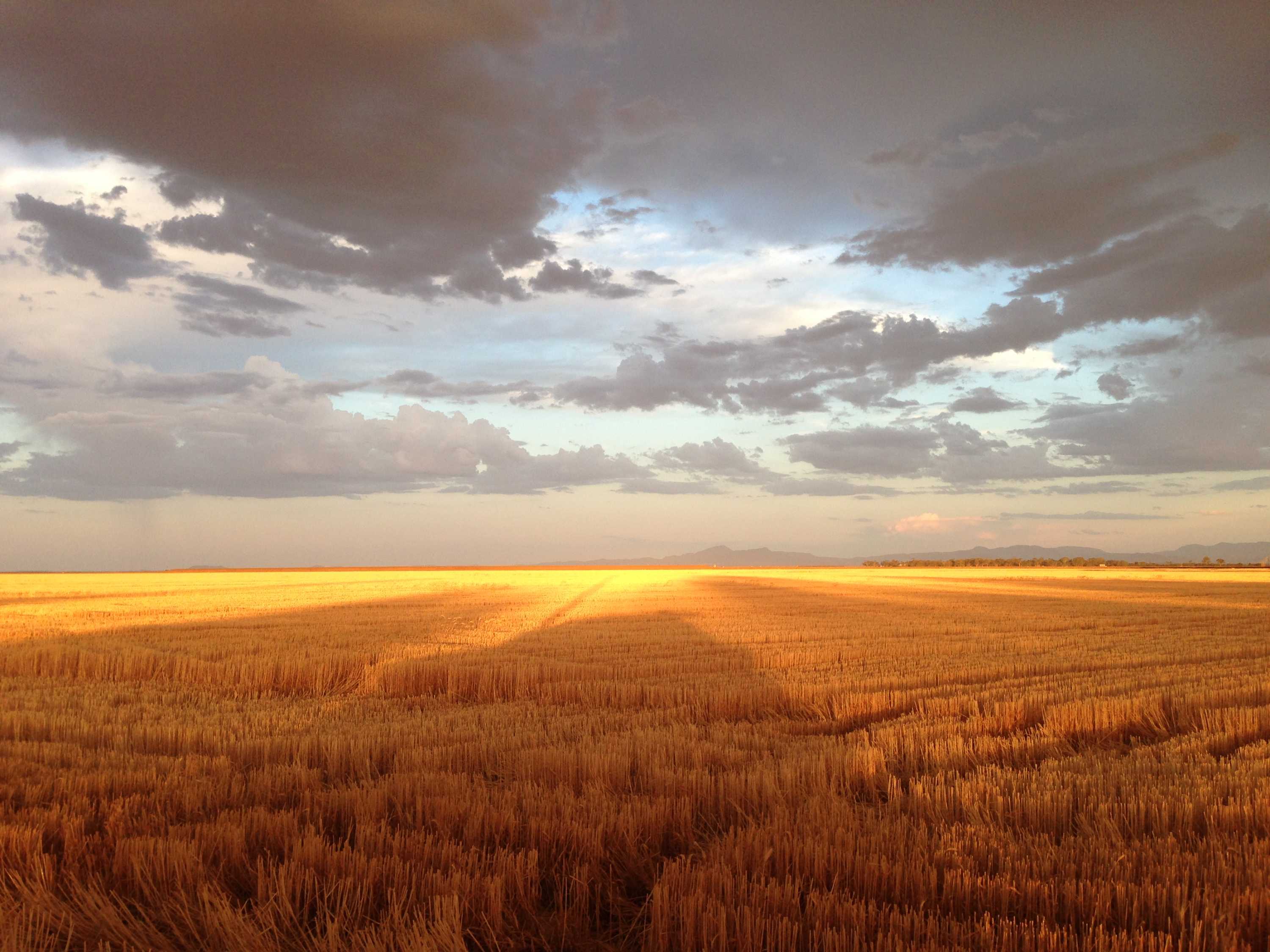 Sun shining on stubble in a wheat field, with grey clouds in the sky.