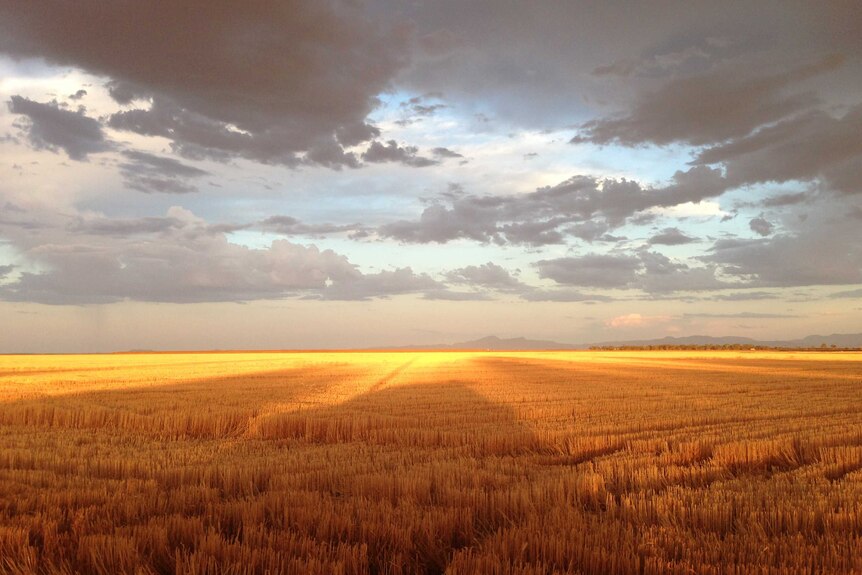 A harvest on the Moree Plains in NSW