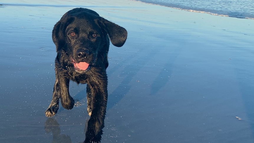 Dog running on beach