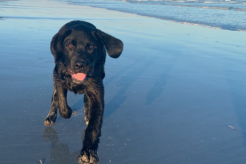 Dog running on beach