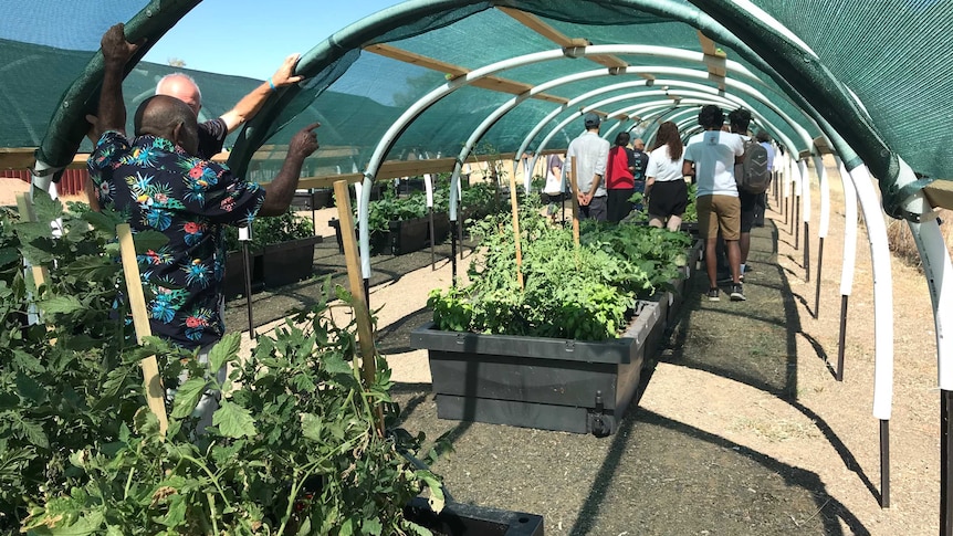 People examine vegetables growing in wooden raised beds under a sheltered arch awning.