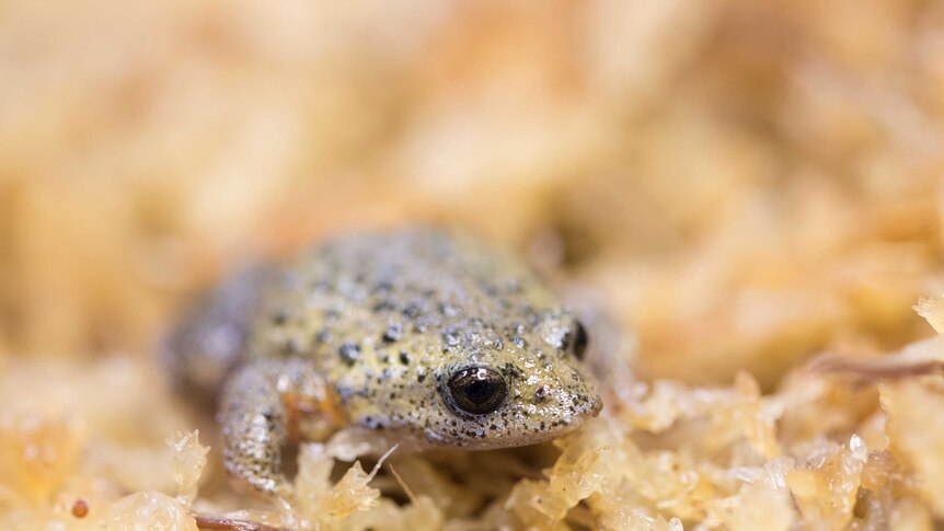 A critically endangered white-bellied frog