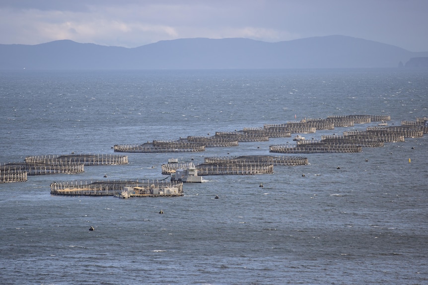 Salmon pens out in the ocean