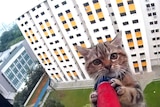 Cat rescued from Singapore high-rise
