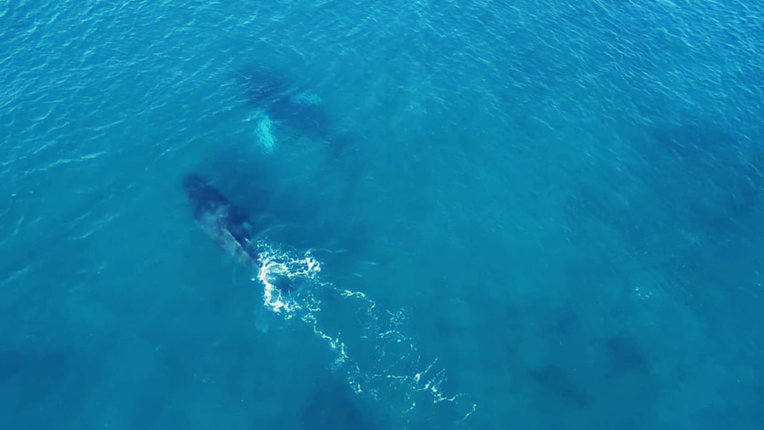 A drone shot of two whales submerged under water