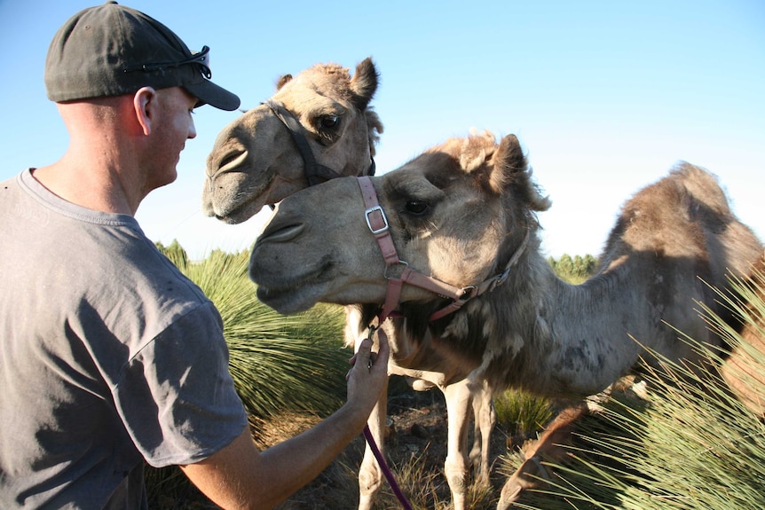 Dairy Camels with handler