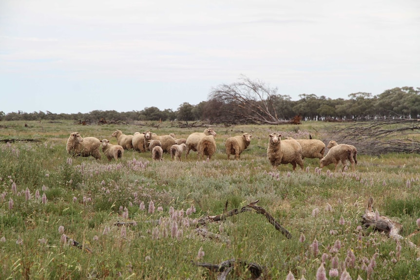 Ewes with their lambs in the paddock at Home Creek station near Barcaldine.