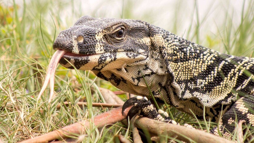 Close up of goanna with tongue out