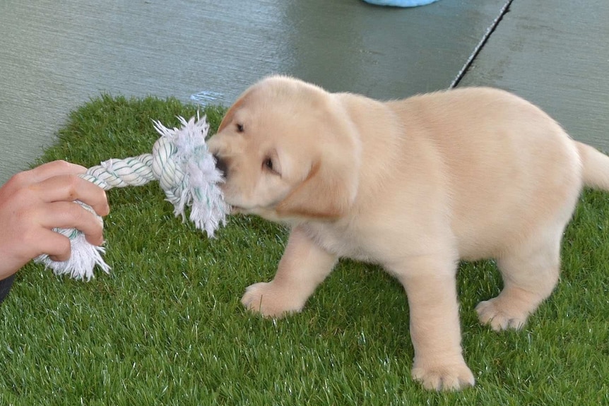 A guide dog puppy pulls on a rope toy