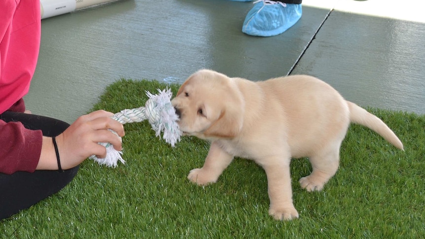 A guide dog puppy pulls on a rope toy