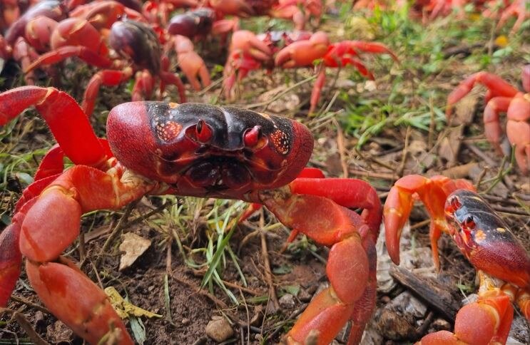 A close-up of a red crab, with other crabs in the background.