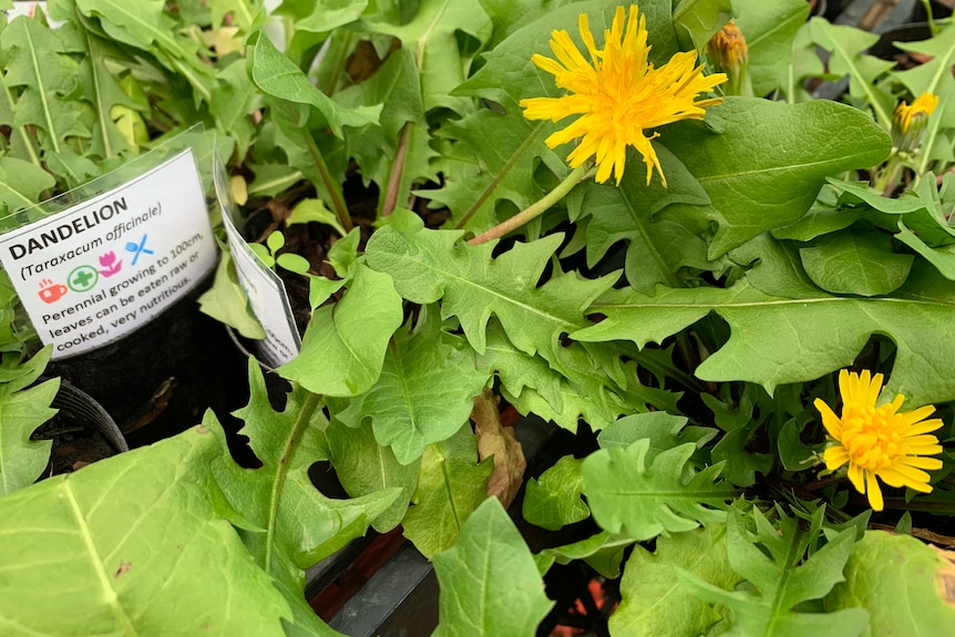 Yellow flowers in dandelion plant with tag explaining best growing conditions
