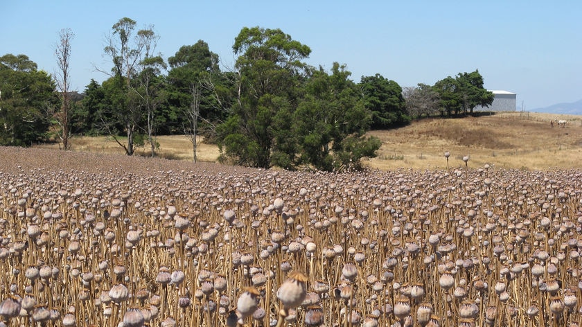 Poppy field near Longford Tasmania at harvest time.