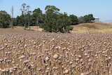 Victorian poppy growers receive license to cultivate