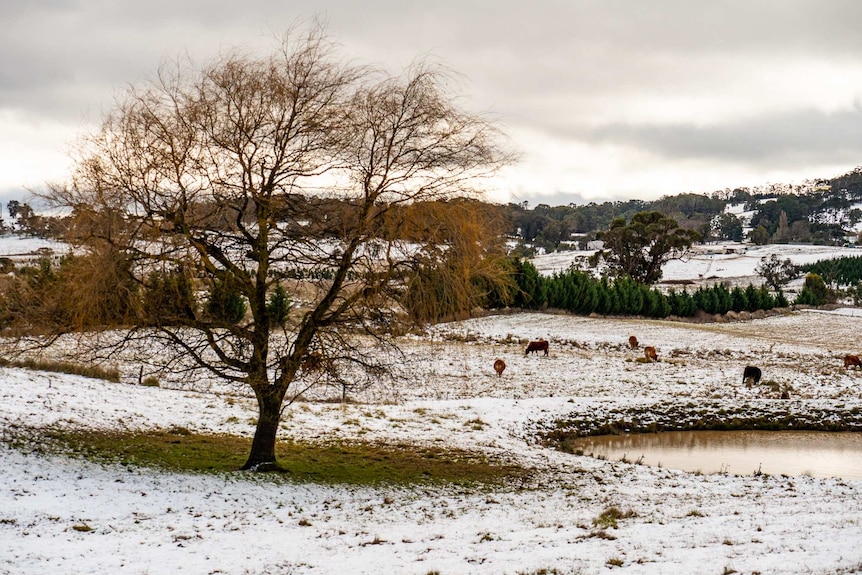 An agricultural landscape under a blanket of snow.