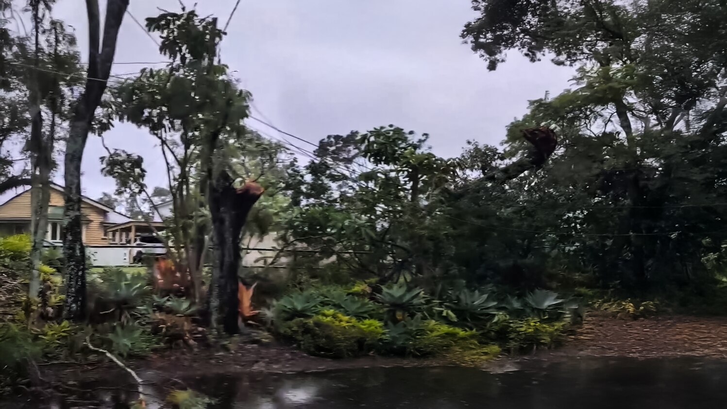 More power outages after strong winds knock down trees - ABC News