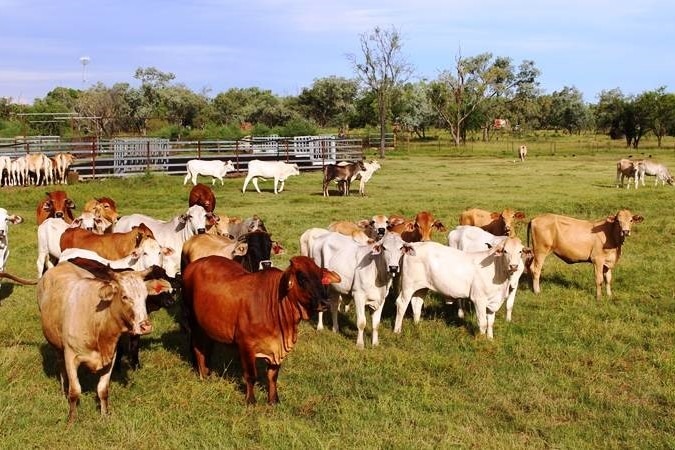 Cows on a paddock