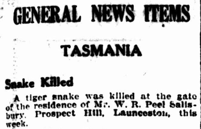 newspaper item from 1932 stateing a snake was killed in launceston