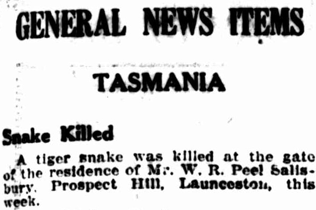 newspaper item from 1932 stateing a snake was killed in launceston