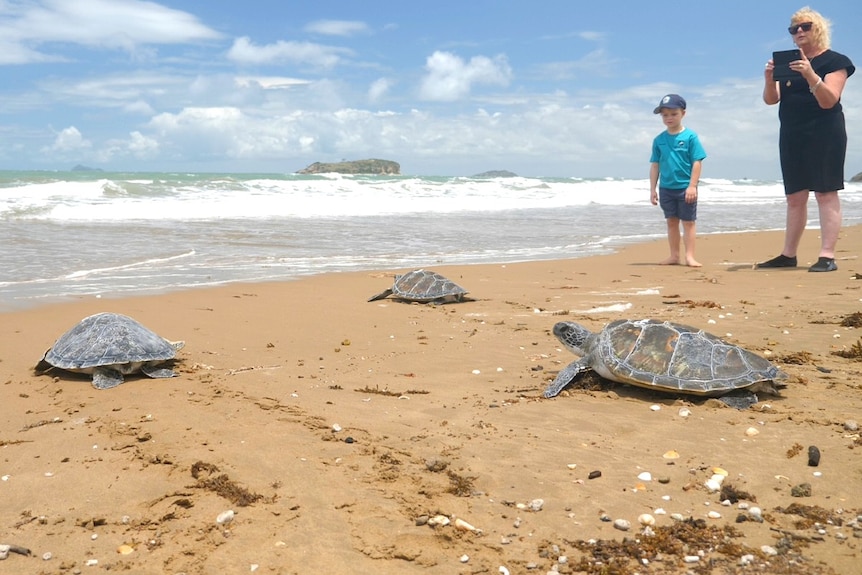 Three turtles make their way along the sand towards the ocean, little boy and woman watch on.