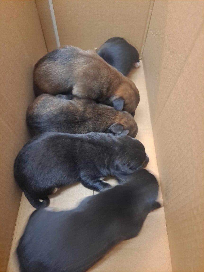 five small puppies lay in a cardboard box