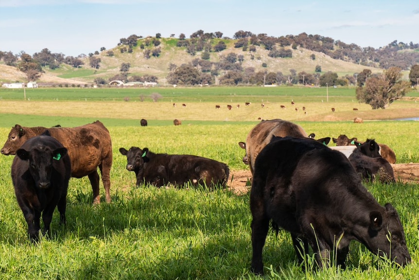 Several cows in the foreground lying and standing on green grass.
