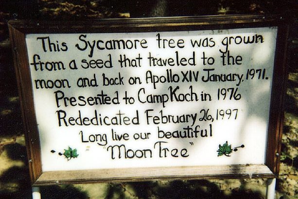A hand written plaque which stands beside a moon tree.