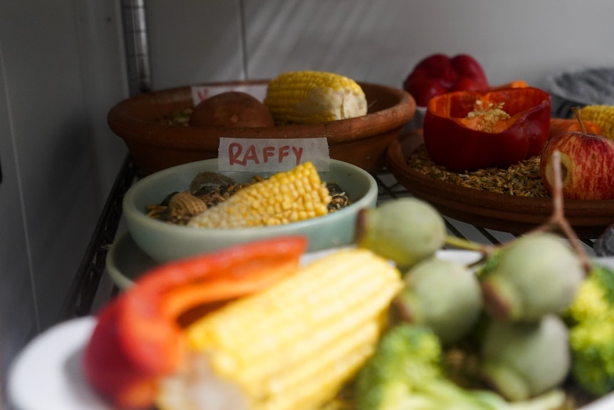 Food is prepared for the animals in care at WA Wildlife's facility