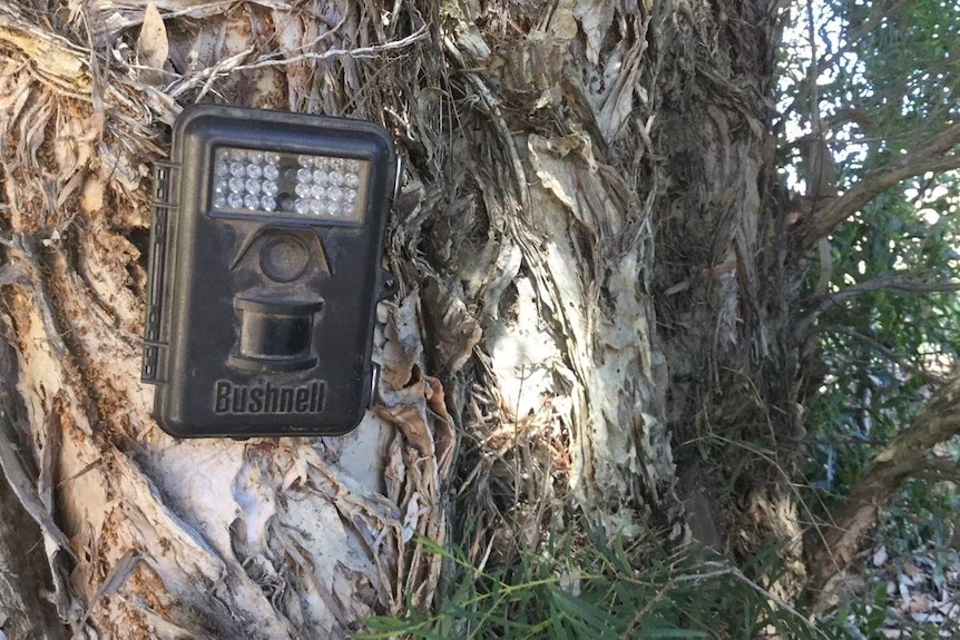 Wild dog cameras