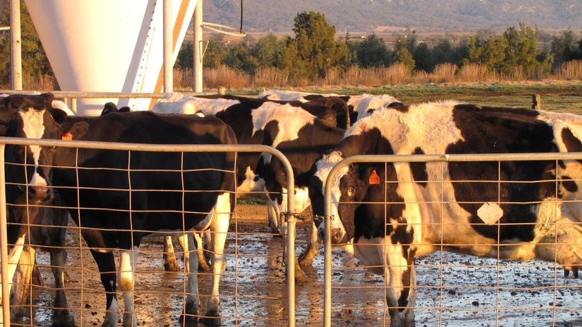 Cows on Scott Wheatley's dairy farm