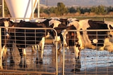 Cows on Scott Wheatley's dairy farm