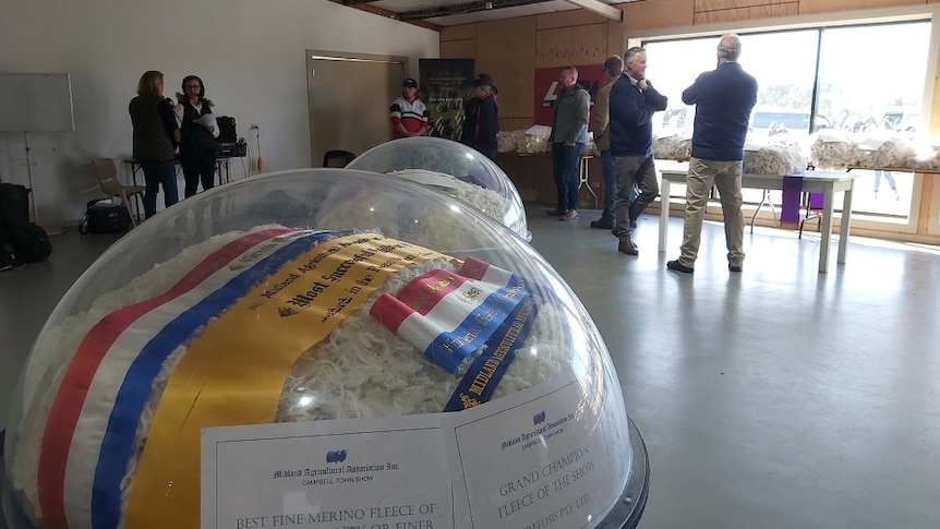 A wool fleece on display under a dome at the Campbell Town Show with the winning ribbonss