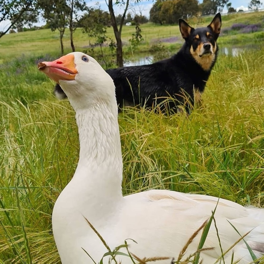 A goose and a kelpie pictured on a property with a dam in the background
