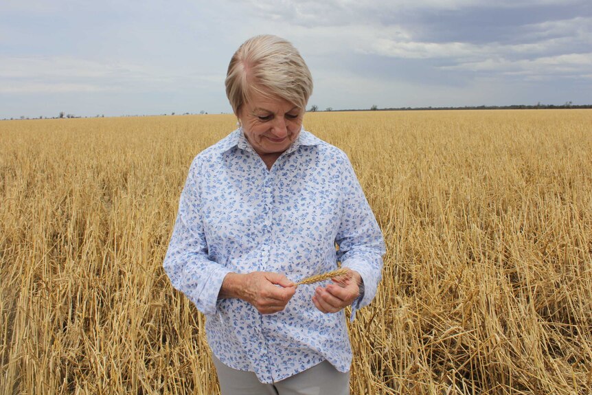 A woman stands at the front of a crops which is leaning over with hail and wind-damage, with a damage stalk of wheat in her hand