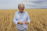 A blonde, mature-aged woman in a wheat field damaged by hail, looking dolefully at a stalk of wheat in her hands